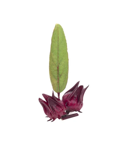 Hibiscus Sabdariffa Roselle Vruchten Geïsoleerd Witte Achtergrond — Stockfoto