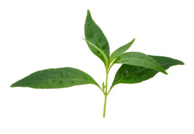 Andrographis beyaz arka planda paniklemiş. .