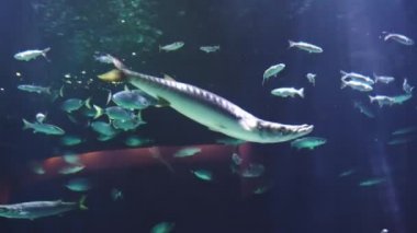 Su altı vahşi yaşam geçmişi. Ekoloji okyanusu konsepti. Okyanustaki akvaryum 