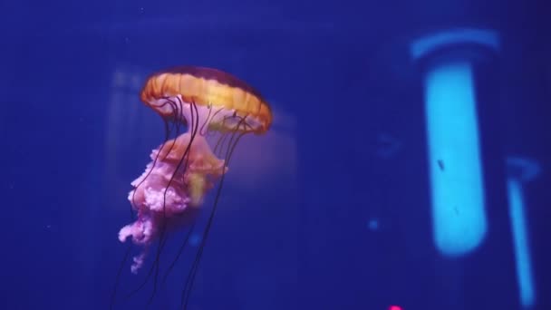 Красочные медузы на неоновом фоне в океаническом музее. Животное под водой. Медитативное видео — стоковое видео