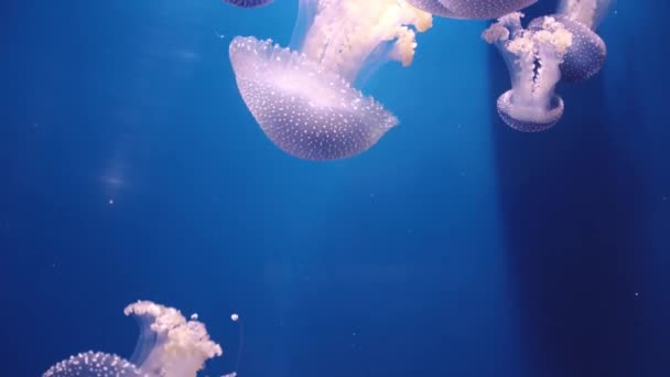 Bunte Quallen vor tiefem Neonhintergrund im Meeresmuseum. Tierwelt unter Wasser. Meditatives Video — Stockvideo