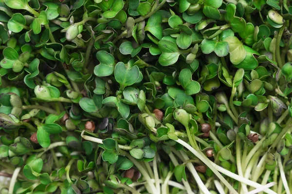 Microgreens macro background image. superfood concept. ecology — Stock Photo, Image