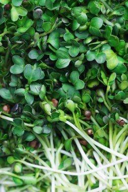 Mikroyeşiller makro arkaplan resmi. Süper yiyecek konsepti. ekoloji