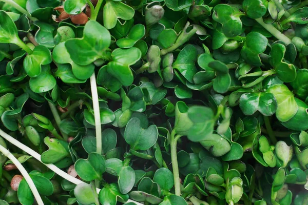 Microgreens tigela em fundo de mármore branco. conceito de superalimento — Fotografia de Stock