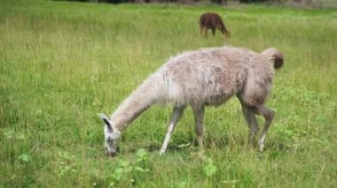 Küçük kız çiftlikte hayvanları besliyor. Mutlu çocukluk doğaya yakın
