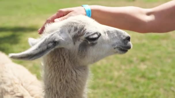 Lama blanc dans un zoo sauvage, proche du mode de vie naturel — Video