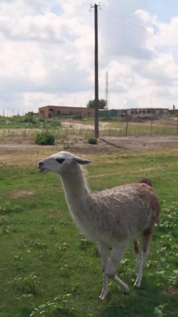 White llama in wild zoo, close to nature lifestyle — Vídeo de stock