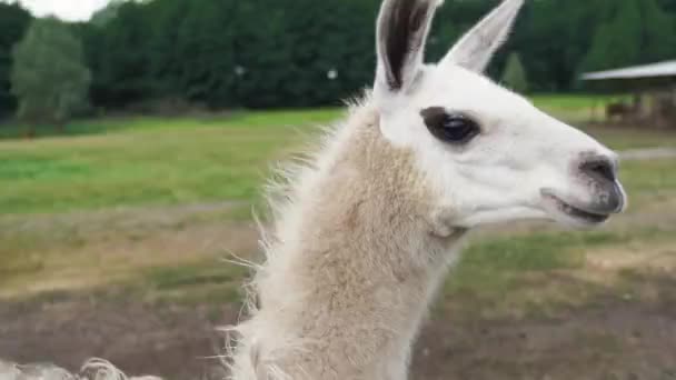 Lama brun mangeant de l'herbe à l'extérieur dans un zoo sauvage — Video