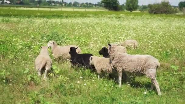 Exploração de ovelhas em terreno aberto em um campo. Vida rural rural — Vídeo de Stock