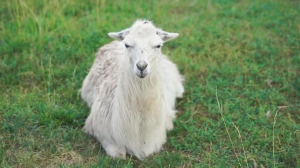 White goat sitting on grass on a summer day. Cruelty free livestock farming — Vídeos de Stock