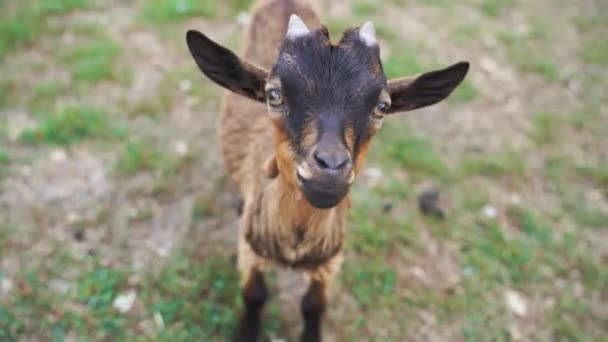 Brown baby goat sitting on grass on a summer day. Cruelty free livestock farming – stockvideo