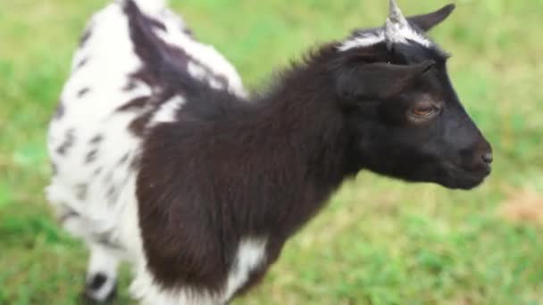 Brown baby goat sitting on grass on a summer day. Cruelty free livestock farming — Vídeos de Stock