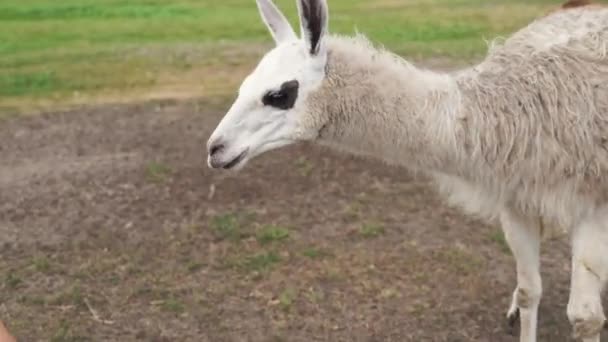 White llama in wild zoo, close to nature lifestyle — Vídeos de Stock