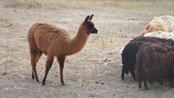 Lama marrom comendo grama ao ar livre no zoológico selvagem — Vídeo de Stock