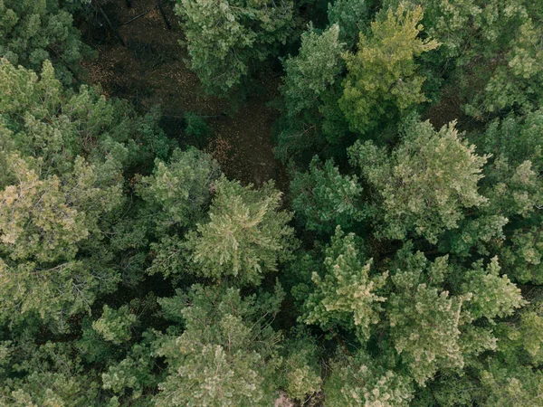 Aerial shot of pine tree forest. Ecology wonderlust background — Stock Photo, Image