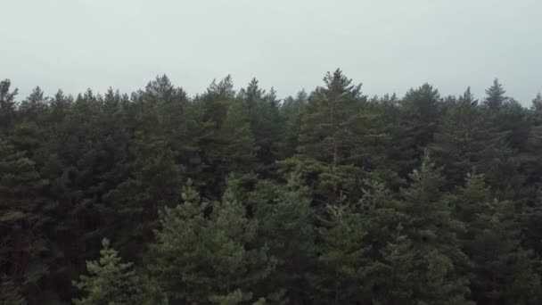 Foto aérea de bosque de pinos. Ecología maravilla fondo — Vídeo de stock