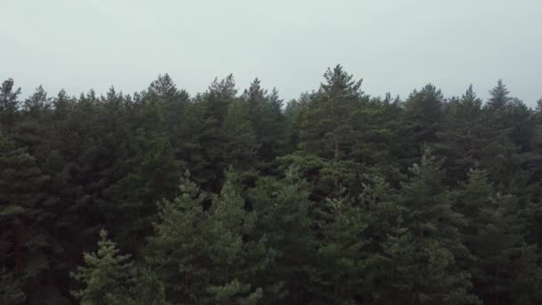 Légi felvétel a fenyőerdőről. Ökológia csodálatos vágy háttér — Stock videók