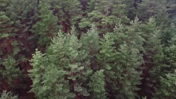 Luftaufnahme des Kiefernwaldes. Hintergrund der Ökologie — Stockvideo