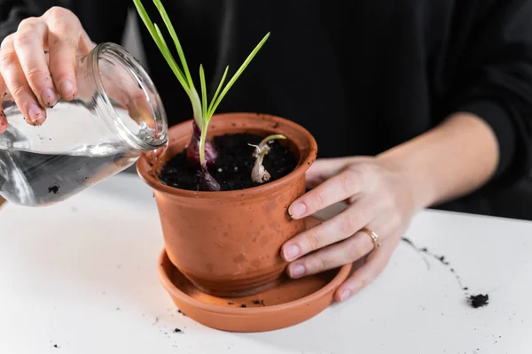 Genç milenyum kadını, eve soğan ekiyor. Evde bahçe işleri hobisi. Sıfır sürdürülebilir yaşam biçimi. Sağlıklı temiz yiyecekler.