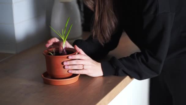 Joven mujer milenaria plantando hierbas de cebolla en casa en una olla. Casa de jardinería hobby. Residuos cero estilo de vida sostenible. Alimento sano y limpio — Vídeos de Stock