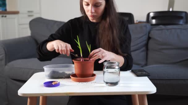 Νεαρή γυναίκα της χιλιετίας φυτεύει βότανα κρεμμυδιού στο σπίτι σε μια κατσαρόλα. Χόμπι κηπουρικής. Καθόλου βιώσιμος τρόπος ζωής. Υγιή καθαρά τρόφιμα — Αρχείο Βίντεο