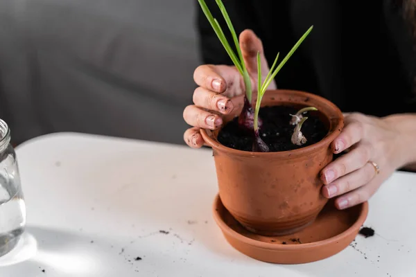 Joven mujer milenaria plantando hierbas de cebolla en casa en una olla. Casa de jardinería hobby. Residuos cero estilo de vida sostenible. Alimento sano y limpio —  Fotos de Stock