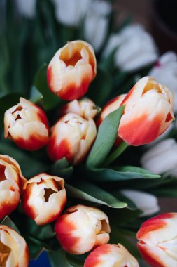 Kırmızı ve beyaz lalelerin fotoğrafını çek. Bahar konsepti Doğal kız geçmisi. Çiçek tasarımı Yavaş ve düşünceli bir hayat.