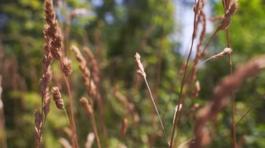 Güneşli yaz gününde çimlerin videosunu kapat. Yavaş yaşam konsepti. Sağlıklı düşünceli yaşam tarzı