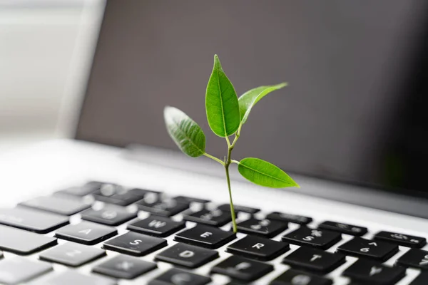Πληκτρολόγιο laptop με φυτό αυξάνεται σε αυτό. Πράσινη πληροφορική έννοια. Τεχνολογία υψηλής απόδοσης άνθρακα. Ψηφιακή βιωσιμότητα — Φωτογραφία Αρχείου