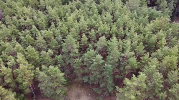 Vidéo aérienne nuageuse de pinèdes volant au-dessus. Super plein air. Activité de méditation. Proche de la nature