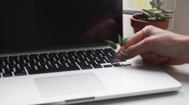 Üzerinde bitki yetişen dizüstü bilgisayar klavyesi. Yeşil bilgi işlem konsepti. Karbon verimli teknoloji. Dijital sürdürülebilirlik 