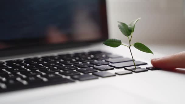 Ноутбуковая клавиатура с растением, растущим на ней. Концепция "зеленых" ИТ вычислений. Углеродная технология. Цифровая устойчивость — стоковое видео