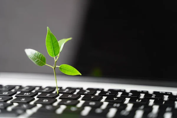 Laptop klávesnice s rostoucími rostlinami. Zelený IT výpočetní koncept. Uhlíková technologie. Digitální udržitelnost — Stock fotografie