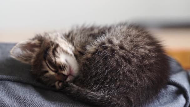Evdeki kanepede uyuyan küçük gri kedicik. Tembel şirin tüylü hayvan. Evde kedi var. Evcil hayvan memelisi — Stok video