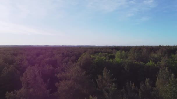 Veduta aerea di Green Forest Landscape. Sfondo naturale della foresta di conifere. Drone View. Birds Eye View. Vista dall'Alto Atteggiamento in Serata Estiva. Viaggio responsabile locale. Grandi spazi aperti — Video Stock