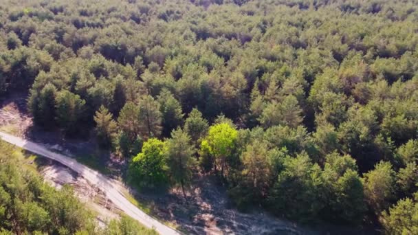 Veduta aerea di Green Forest Landscape. Sfondo naturale della foresta di conifere. Drone View. Birds Eye View. Vista dall'Alto Atteggiamento in Serata Estiva. Viaggio responsabile locale. Grandi spazi aperti — Video Stock