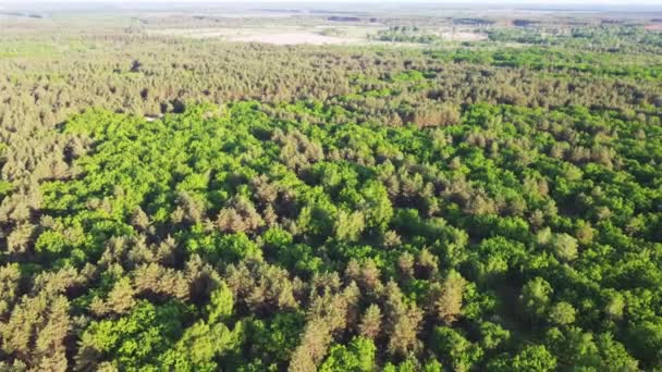 Luftaufnahme der grünen Waldlandschaft. Natürlicher Hintergrund des Nadelwaldes. Drohnenblick. Vogelperspektive. Draufsicht aus großer Höhe am Sommerabend. Verantwortungsbewusstes Reisen vor Ort. Tolle Natur — Stockvideo