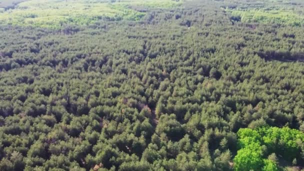 緑の松林の上から下を見下ろす。空中森林旅行の概念。環境への配慮。地元の旅行、素晴らしい屋外のコンセプト — ストック動画