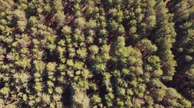 Yeşil Orman 'ın havadan görünüşü. Kozalaklı Ormanın Doğal Arkaplanı. Drone View. Kuş Gözü Manzarası. Yaz akşamında yüksek tavır sergilemekten en iyi manzara. Yerel sorumlu seyahat. Açık hava harika. 