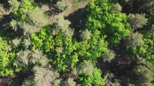 Vista aérea da paisagem da floresta verde. Vista do Drone. Vista para os olhos dos pássaros. Viagem local responsável. Ótimo ao ar livre. Fundo natural da floresta de verão. — Vídeo de Stock