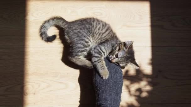 Tabby kleine kitten spelen met voet op de vloer. Zonnige ochtend speeltijd met kat huisdier. Langzaam thuis wonen. — Stockvideo