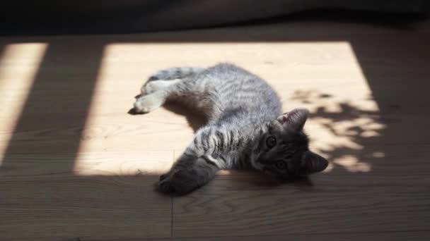 Pequeño gatito hermoso en casa lavando. Soleado día lento con amado parte gato. Limpieza después de la comida. Tabby gato bebé gris. — Vídeo de stock