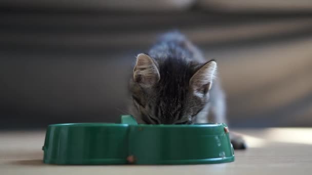 小灰胖胖的小猫在家里用塑料绿色碗吃猫粮。为猫提供湿的、干的或罐装的食物。家养宠物的营养饮食. — 图库视频影像