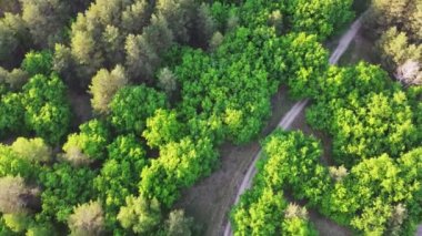 Yeşil Orman 'ın havadan görünüşü. Ormandaki beyaz arabanın doğal arka planı. Drone View. Kuş Gözü Manzarası. Yolculuk konsepti, sürdürülebilir yerel seyahat. Açık hava harika. 
