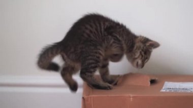 Komik gri tekir kedi kutuyla oynuyor. Evde kedi yavrusu var. Yaşam tarzı sabit atış. Kedi yavrusu için karton oyuncak