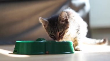 Küçük gri tekir kedi yavrusu evde plastik yeşil kaseden kedi maması yiyor. Kediler için ıslak, kuru ya da konserve yiyecek. Evcil hayvanlar için beslenme diyeti.