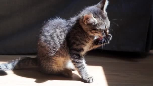 Kleine schöne Kätzchen zu Hause beim Abwasch. Sonniger gemächlicher Tag mit geliebter Katze. Reinigung nach dem Essen. Tabby graue Babykatze. — Stockvideo