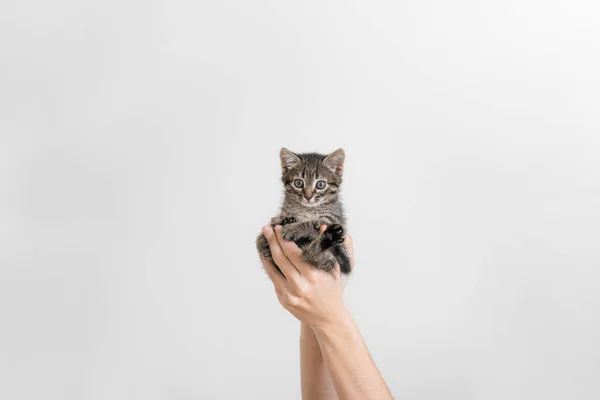 Kucing abu-abu cantik ditangan. Kucing berbulu kecil di latar belakang dinding putih. Memegang tangan bayi peliharaan. Konsep kedokteran hewan. — Stok Foto