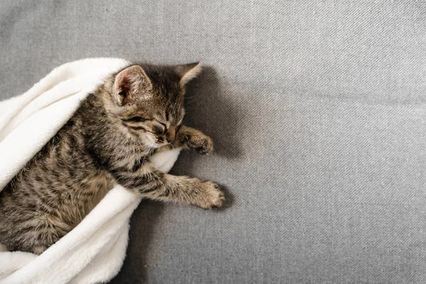 Cute little tabby grey kitten sleeping on the sofa and white blanket. Cute baby cat relax on cozy warm day. Furry feline friend — Stock Photo, Image