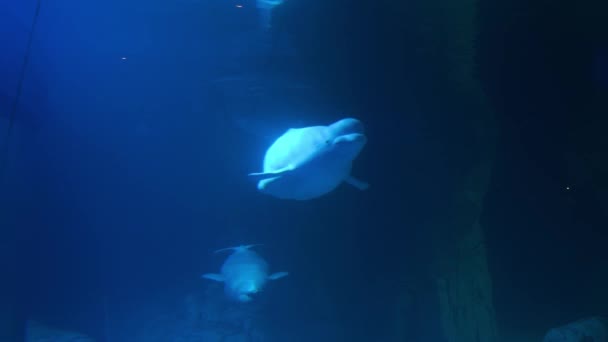 Beluga berjalan di bawah air. Binatang hidup liar. Mammal fauna laut. — Stok Video